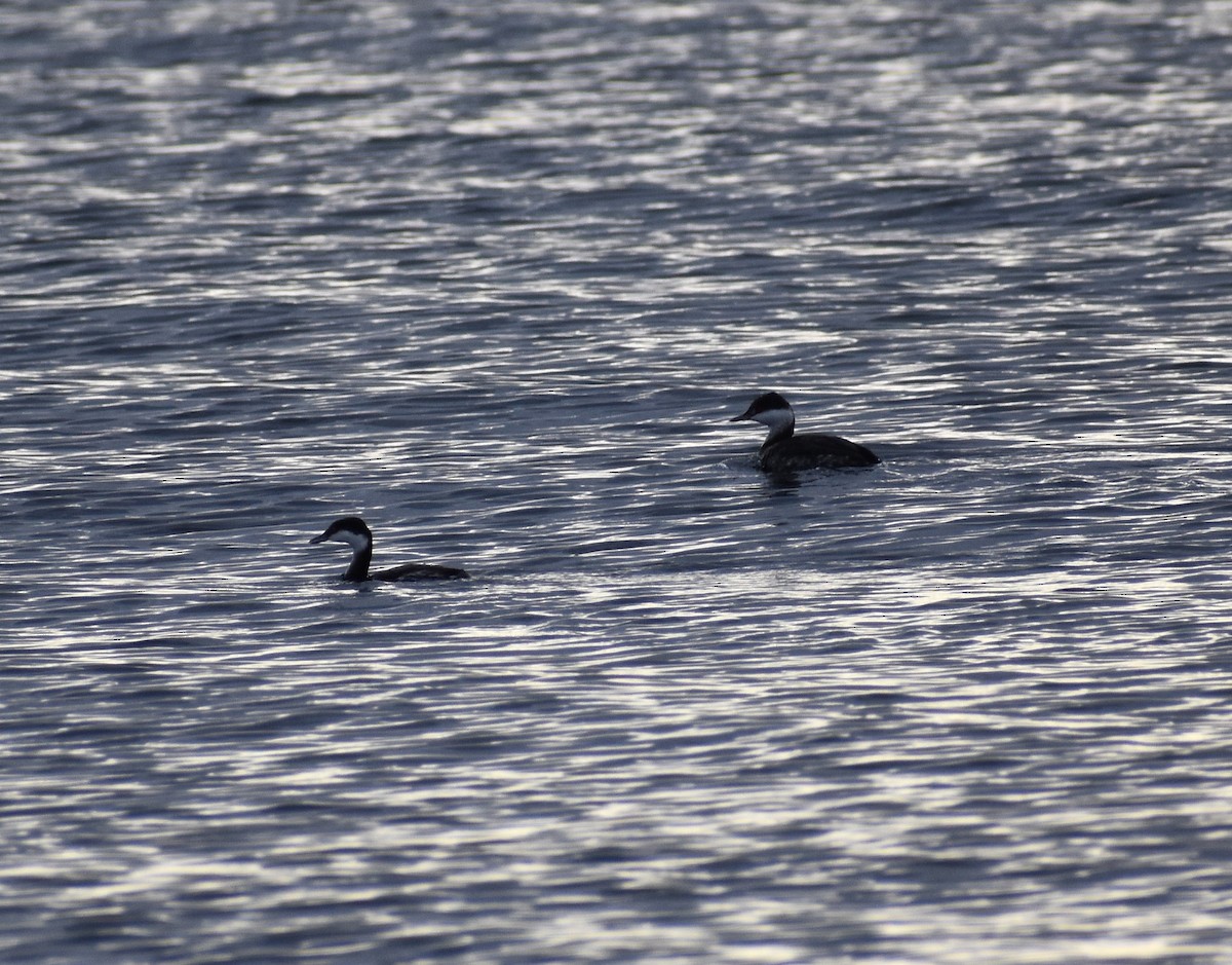 Horned Grebe - ML647104484