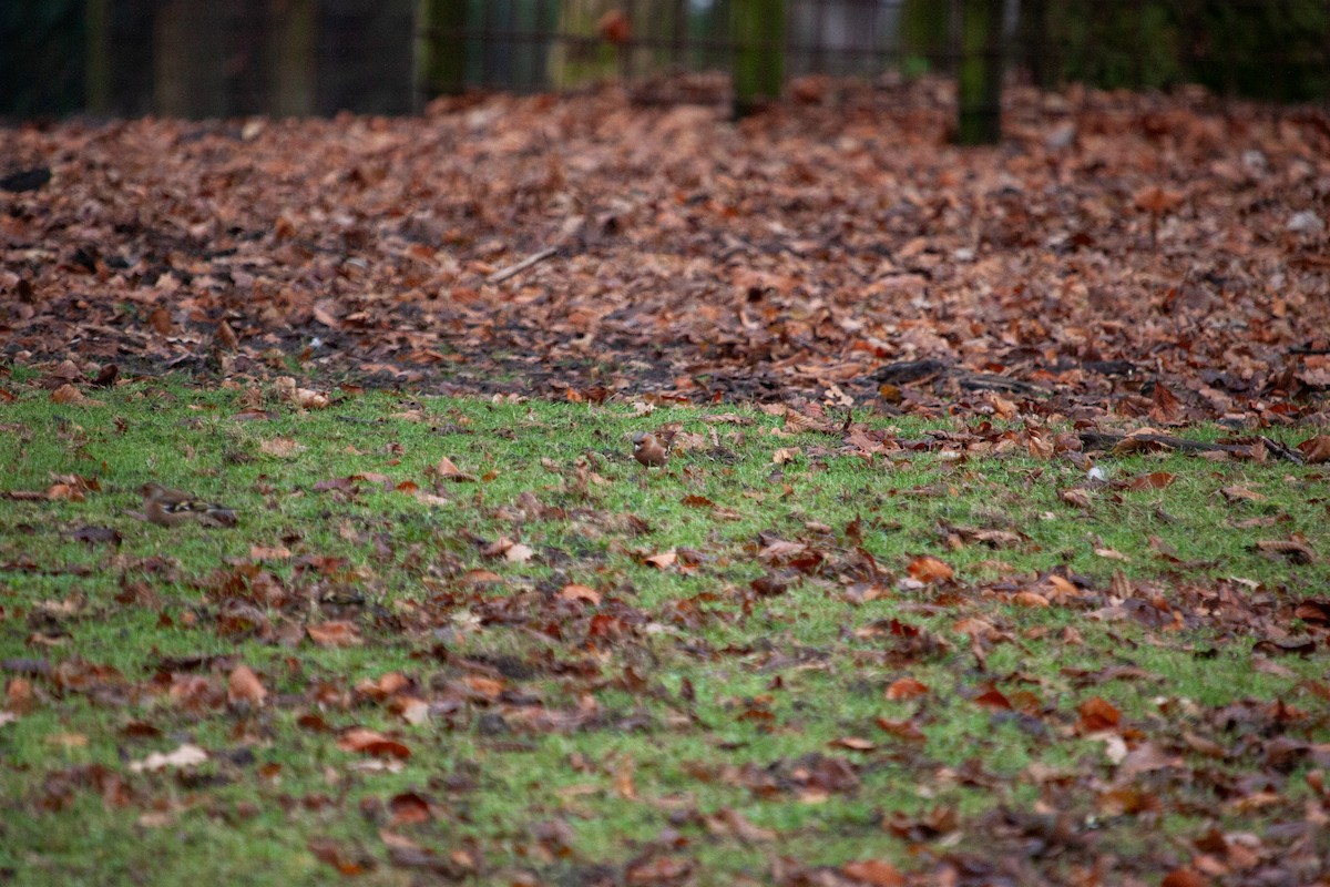 Common Chaffinch - ML647104488