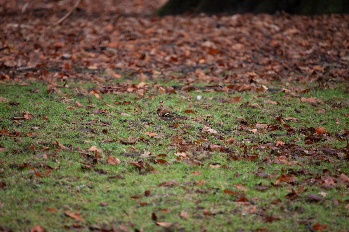Common Chaffinch - ML647104491