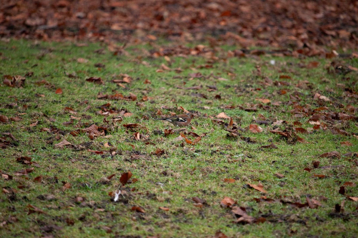 Common Chaffinch - ML647104492
