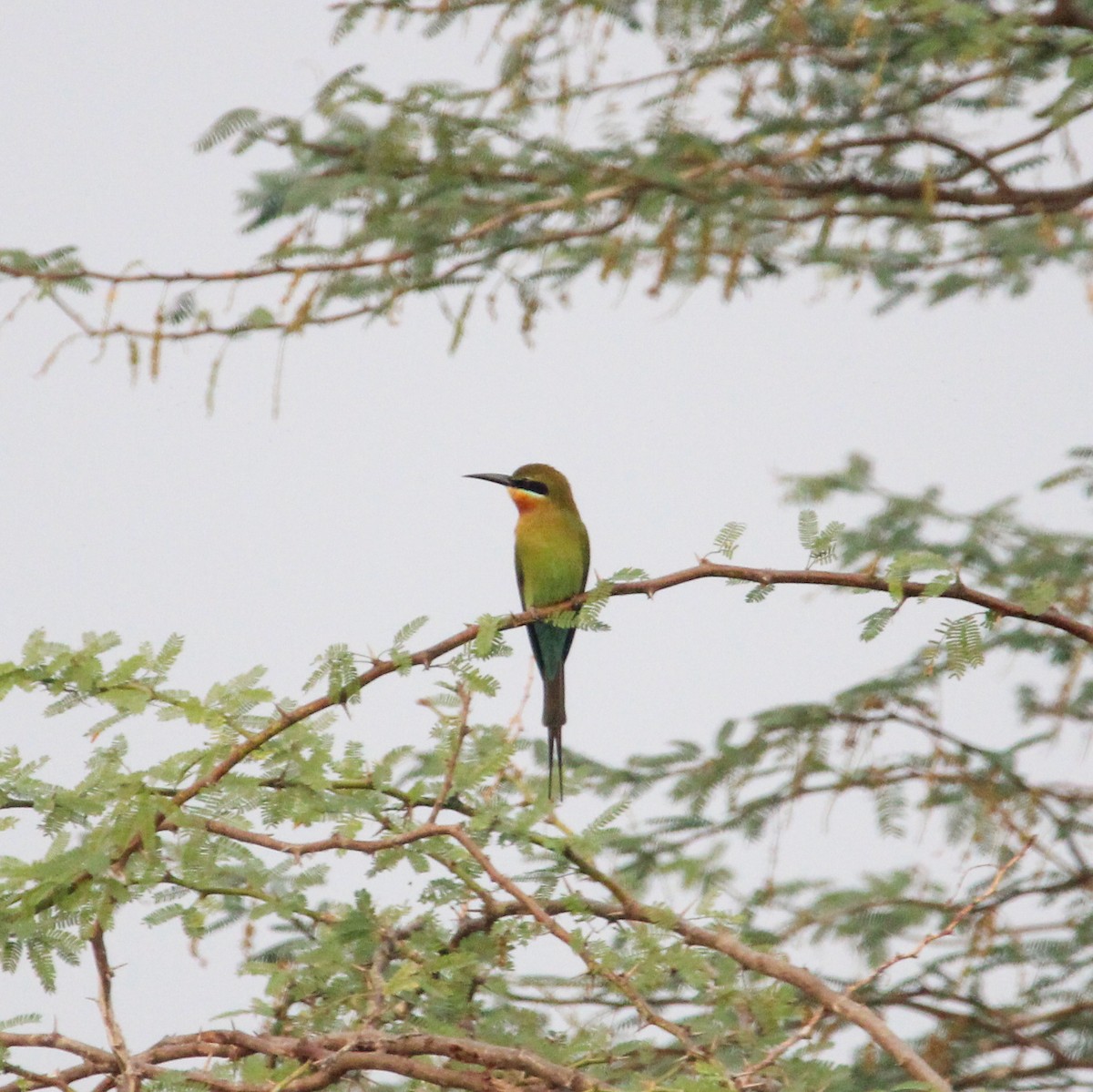 vlha modroocasá - ML647104494