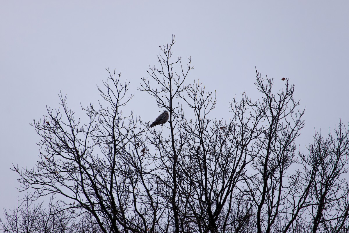 Common Wood-Pigeon - ML647104500