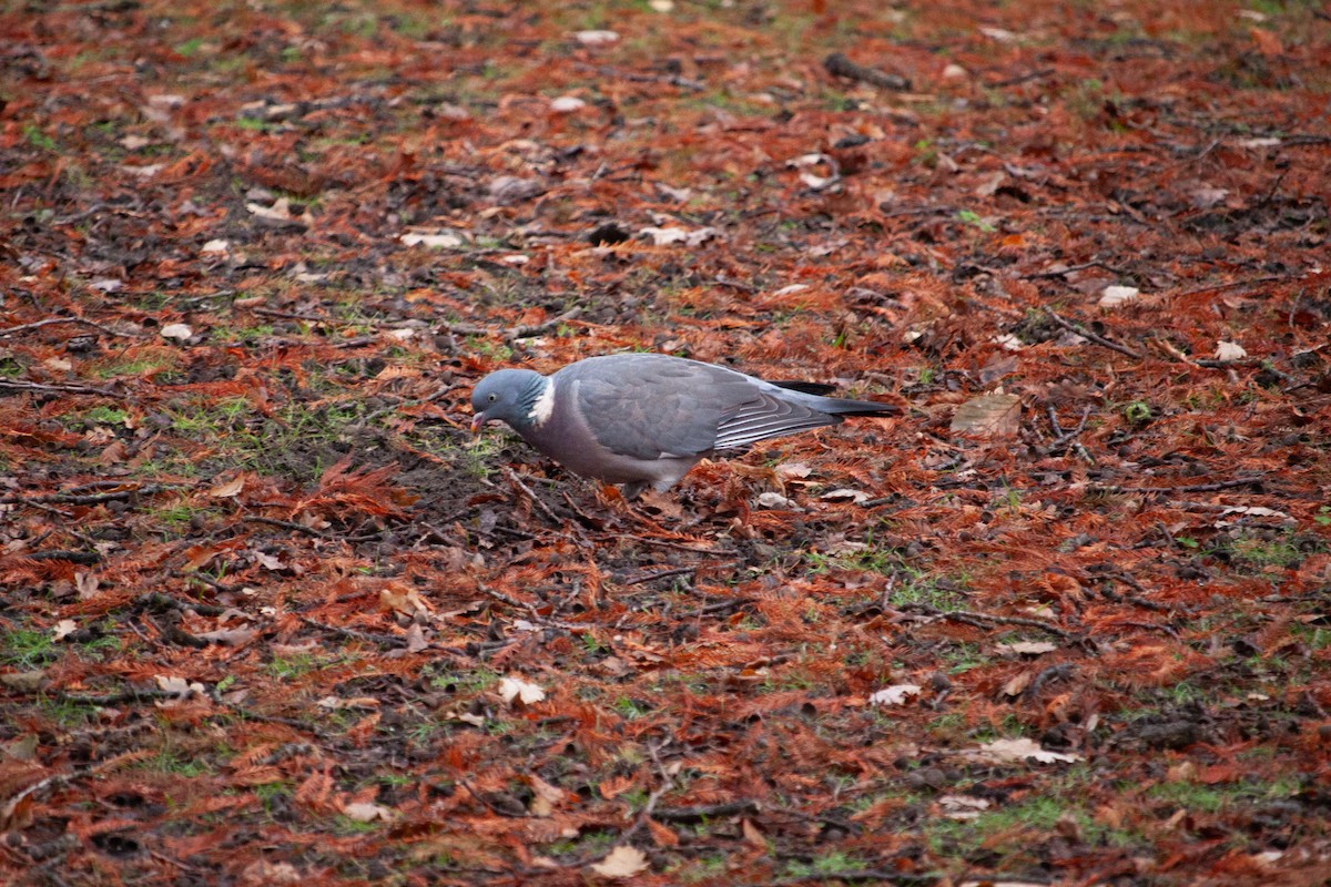 Common Wood-Pigeon - ML647104501