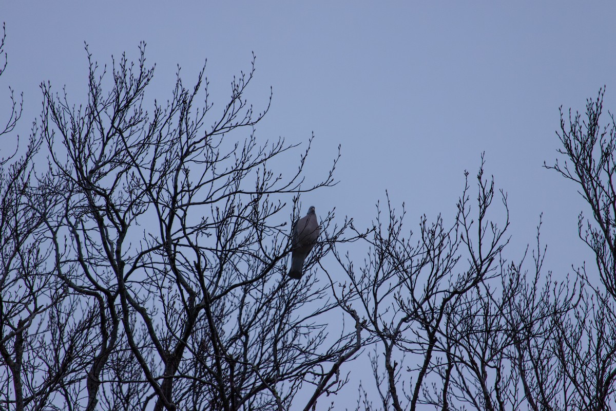 Common Wood-Pigeon - ML647104502