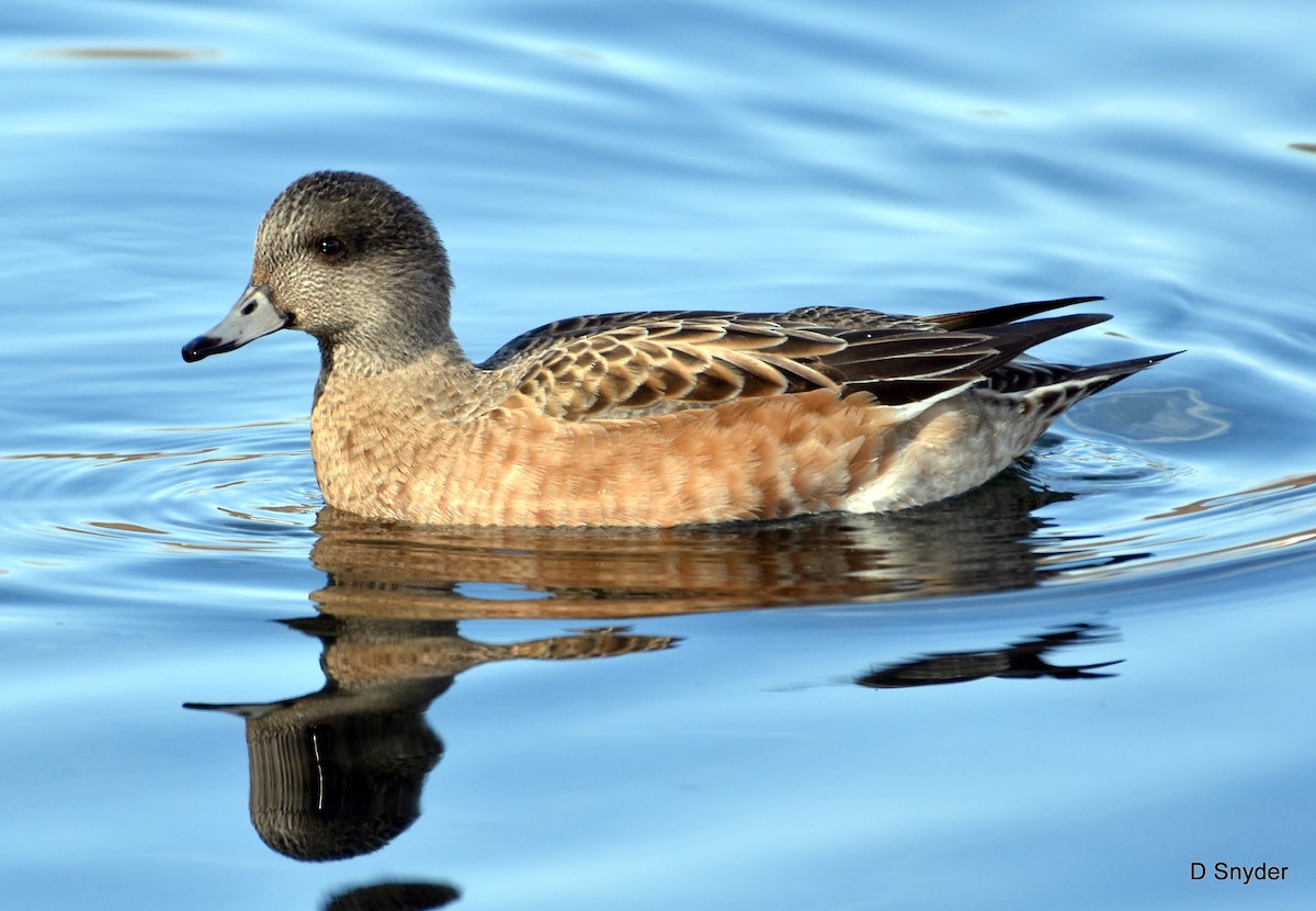 American Wigeon - ML647104503