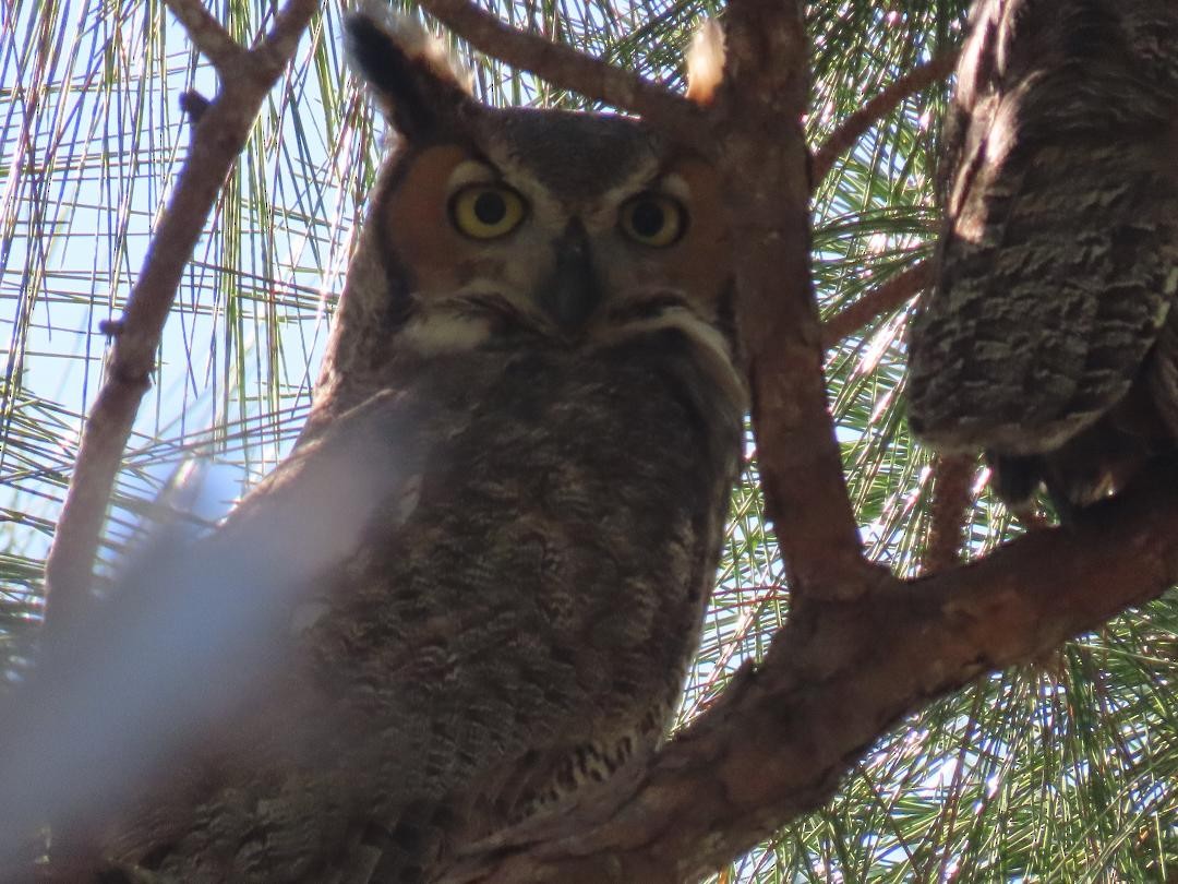 Great Horned Owl - ML647104504