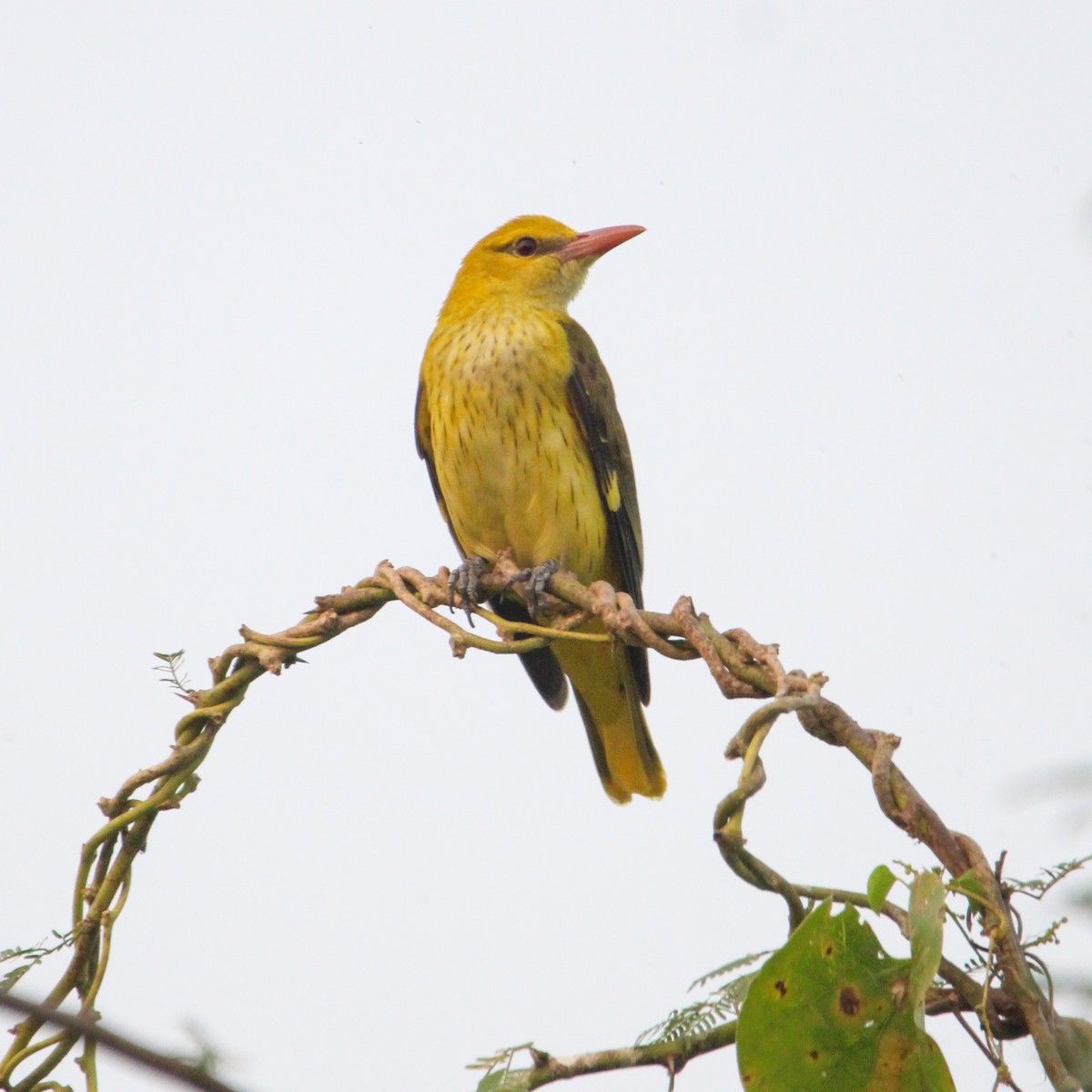 Indian Golden Oriole - ML647104505