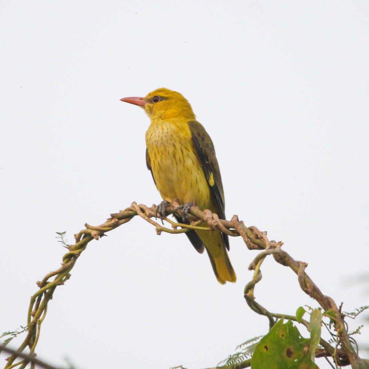 žluva asijská - ML647104506