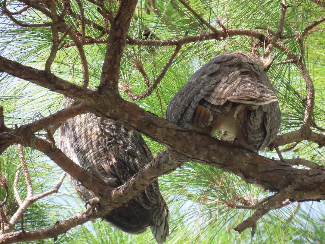 Great Horned Owl - ML647104507