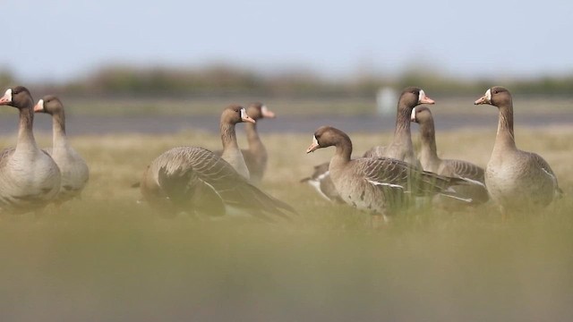 Greater White-fronted Goose (Western) - ML647104513