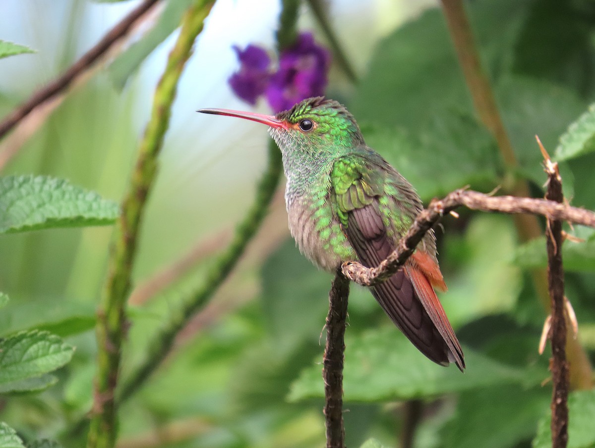 kolibřík rezavoocasý - ML647104514