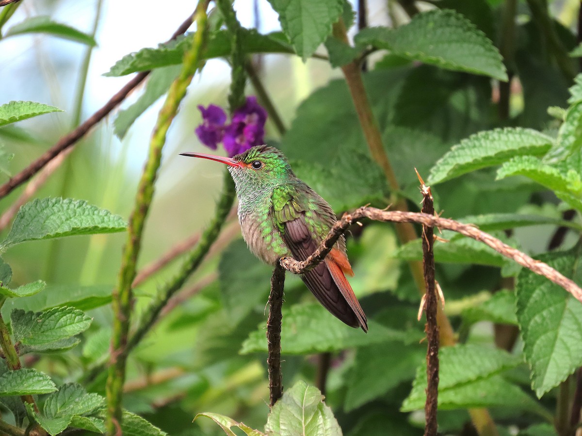 kolibřík rezavoocasý - ML647104515