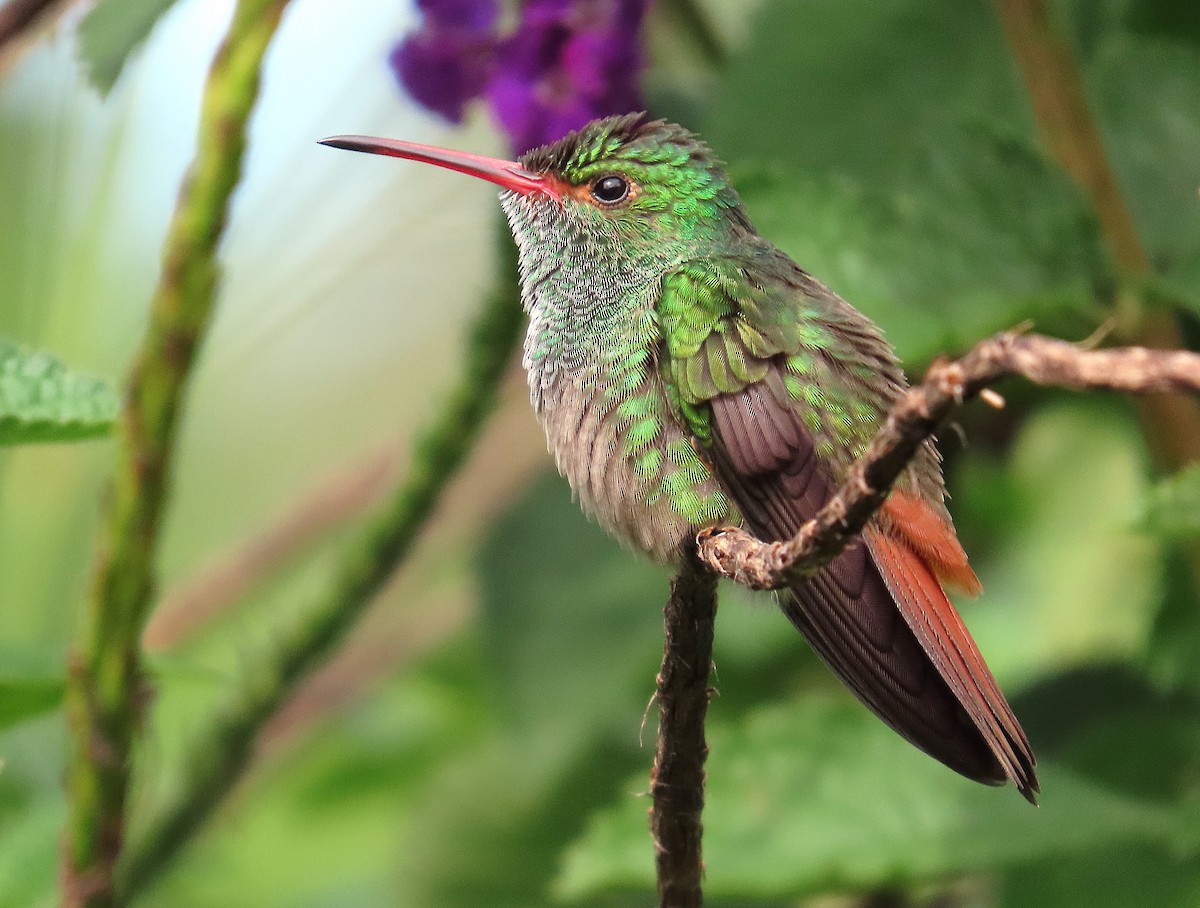 kolibřík rezavoocasý - ML647104516