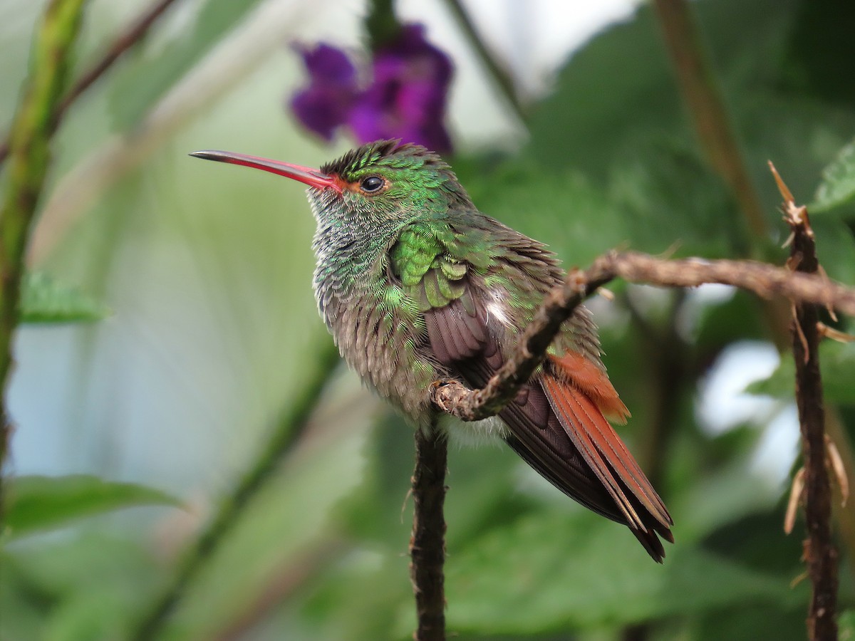 kolibřík rezavoocasý - ML647104517