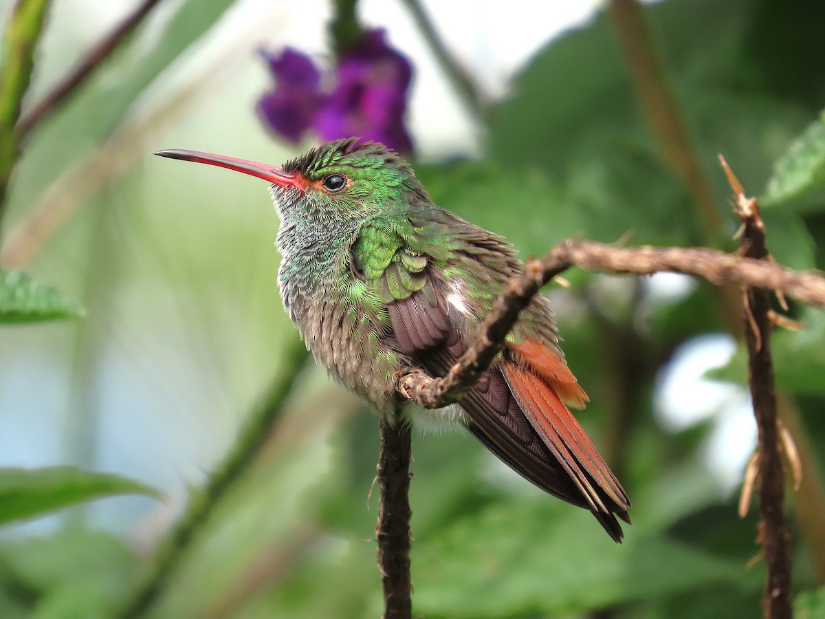 kolibřík rezavoocasý - ML647104518