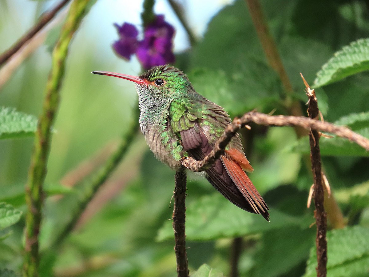 kolibřík rezavoocasý - ML647104519