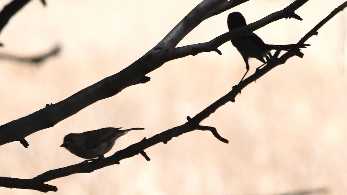 modropláštník nádherný - ML647104520