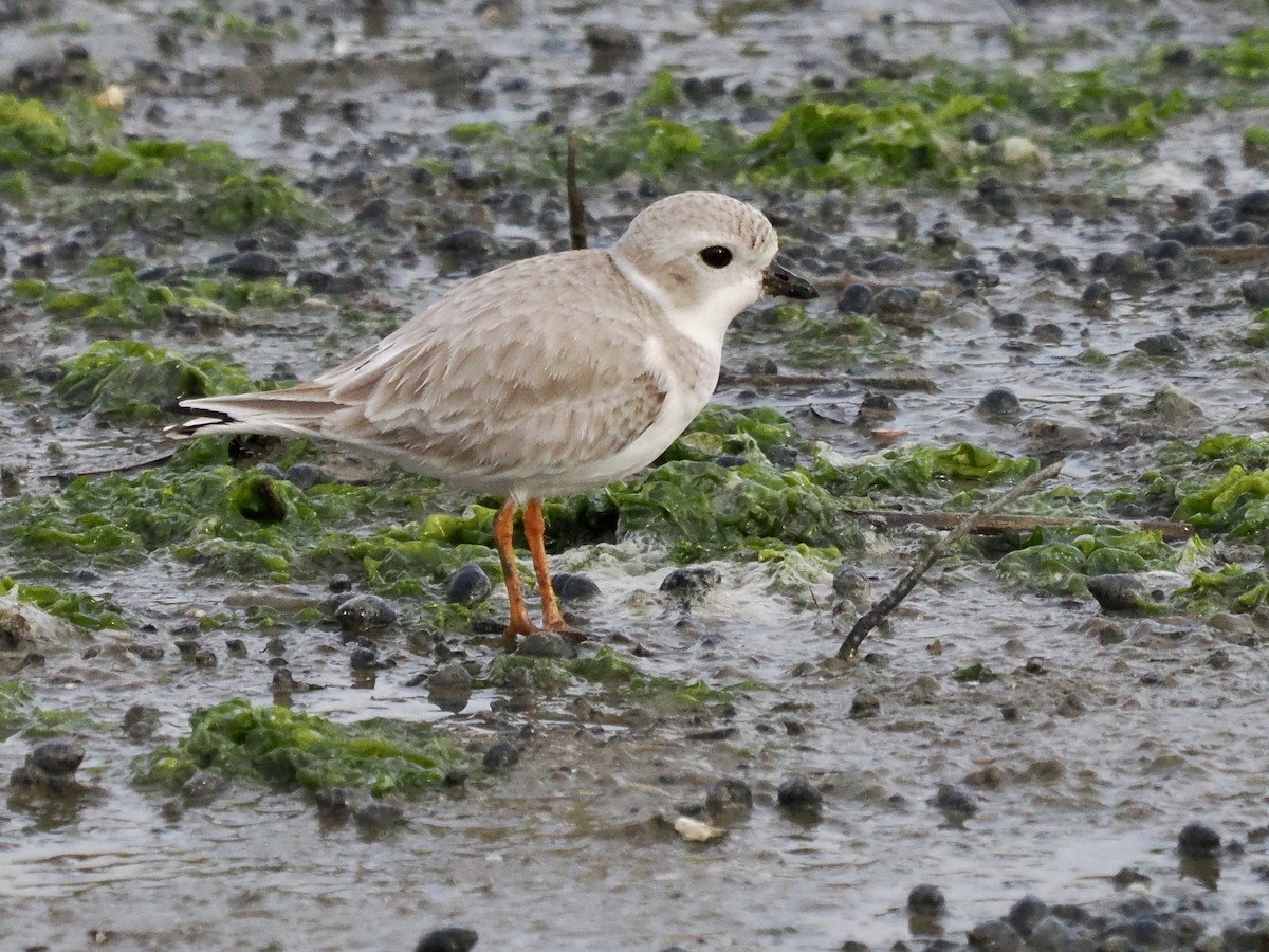 kulík pisklavý - ML647104522