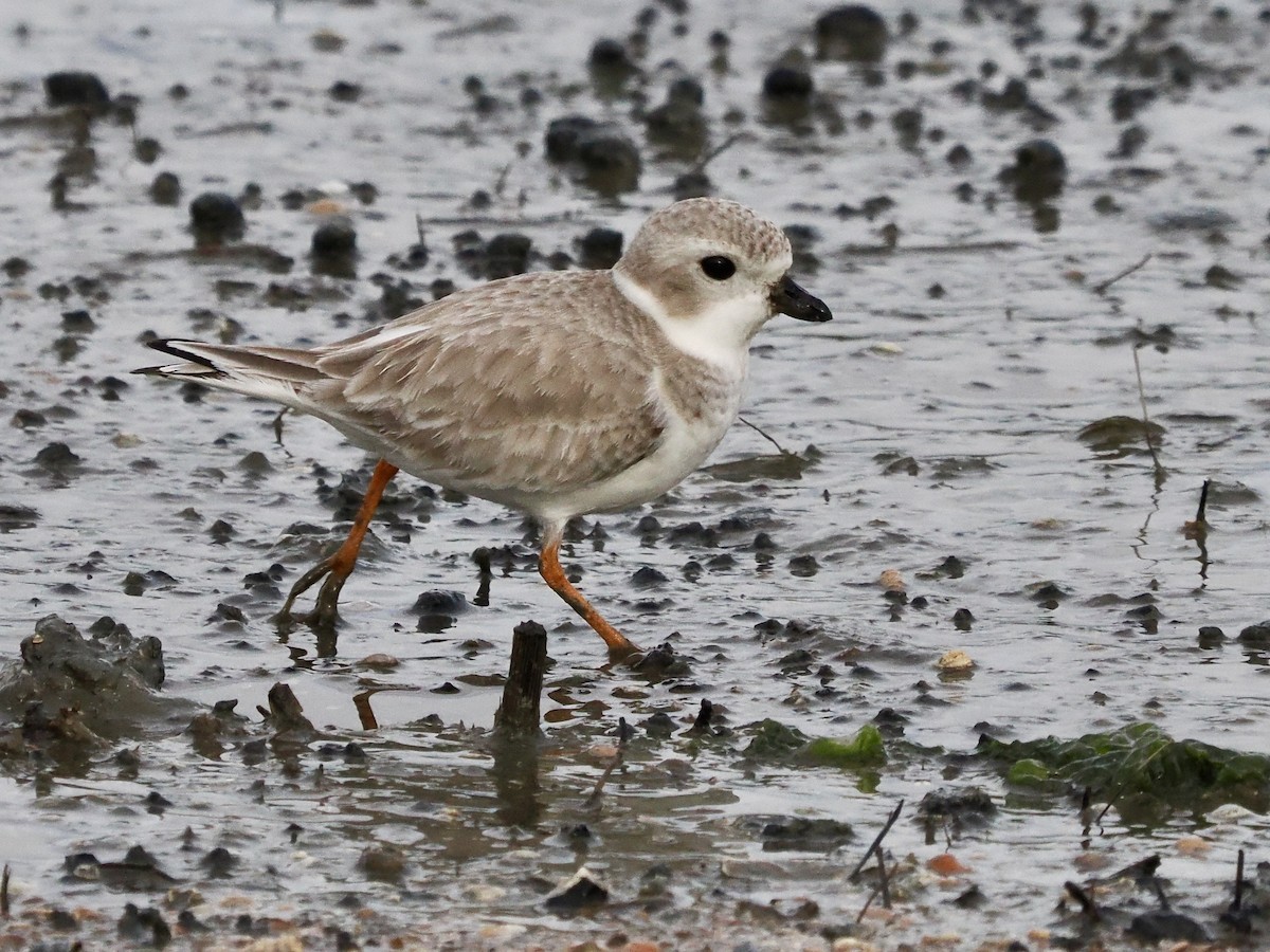 kulík pisklavý - ML647104523