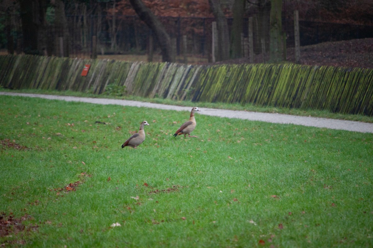 husice nilská - ML647104525