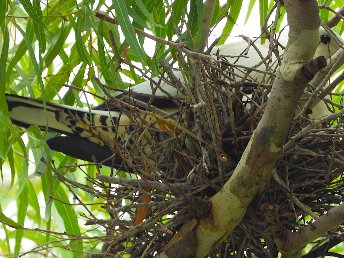 holub pobřežní - ML647104528