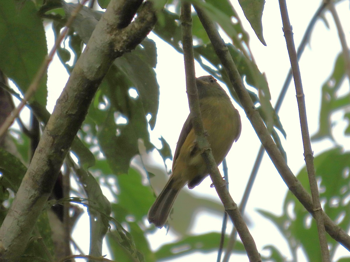 Ochre-bellied Flycatcher - ML647104529
