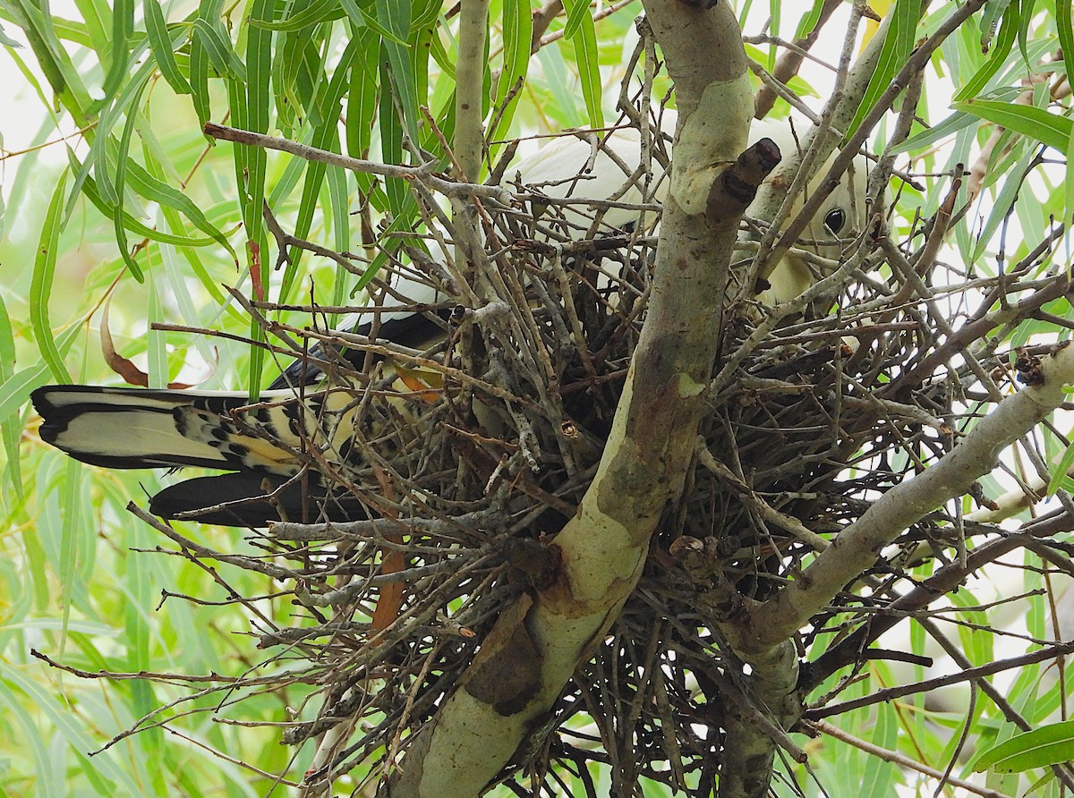 holub pobřežní - ML647104530