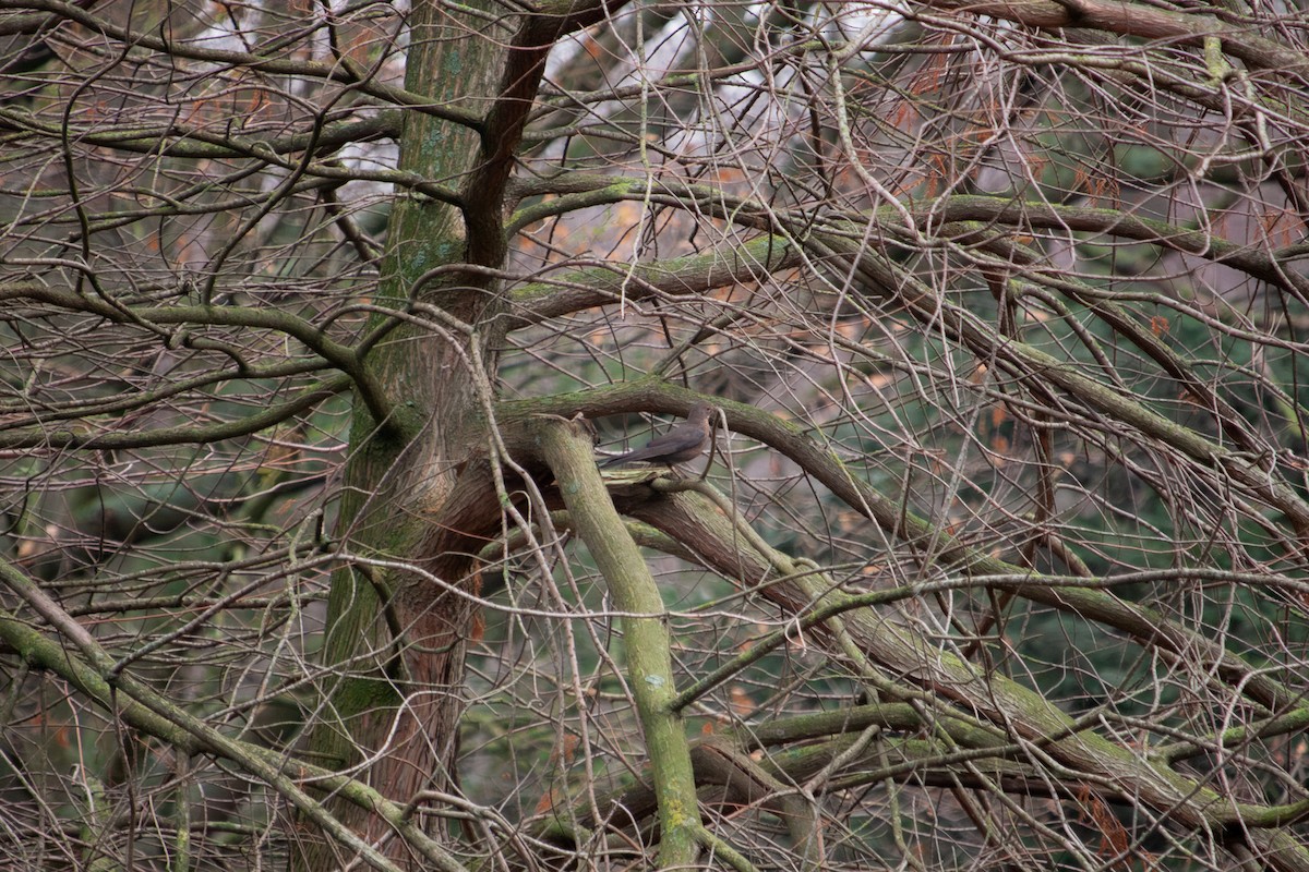 kos černý - ML647104531