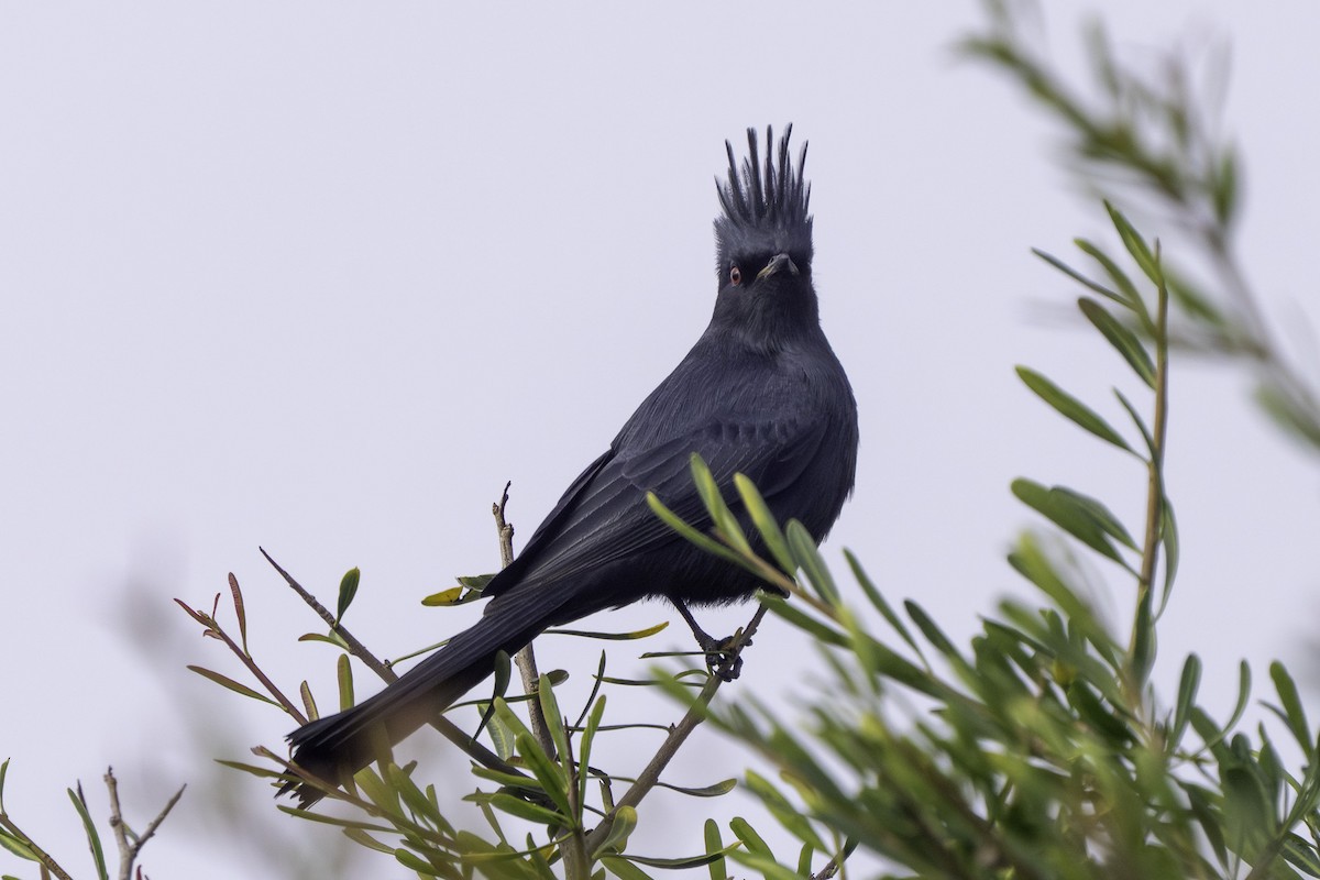 palmovník tmavý - ML647104532