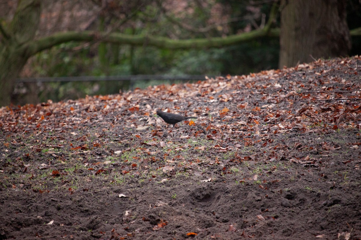 kos černý - ML647104533