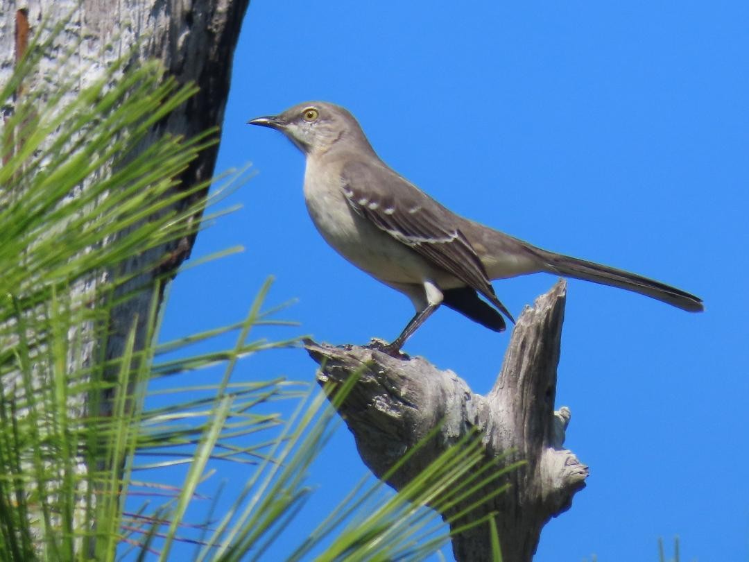 drozdec mnohohlasý - ML647104535