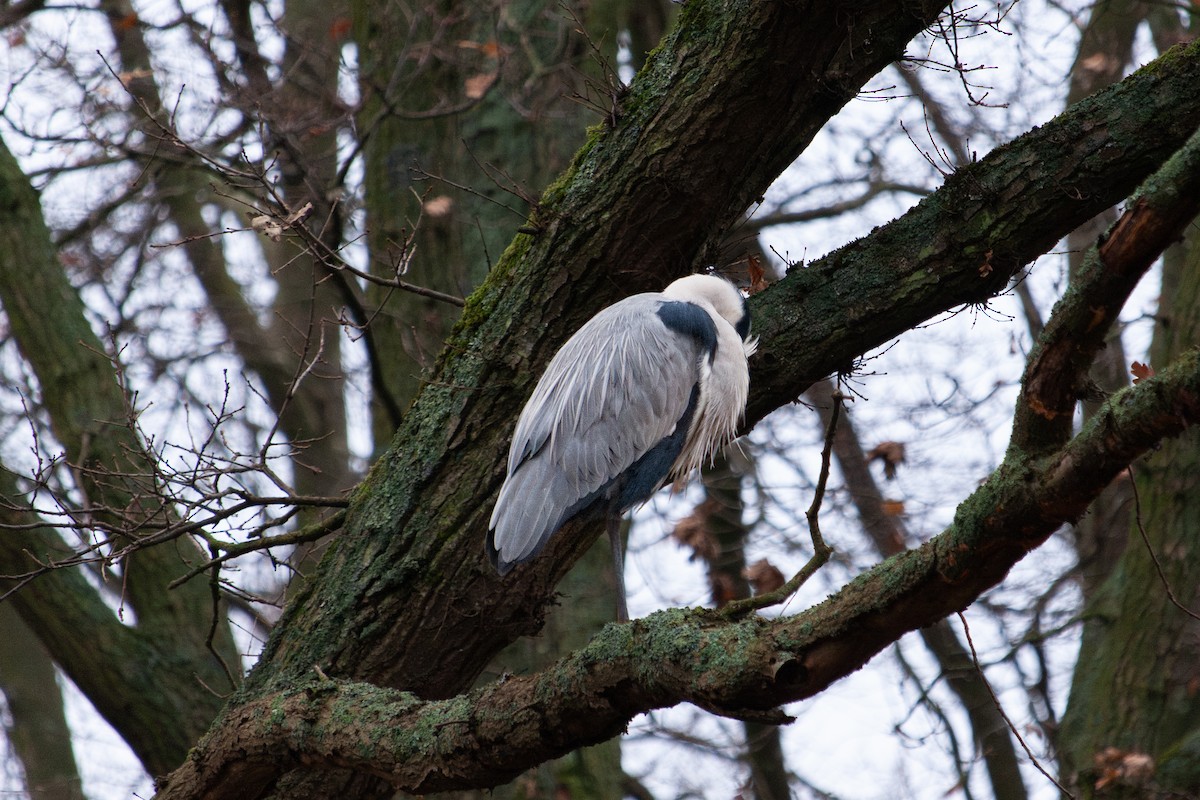 volavka popelavá - ML647104538