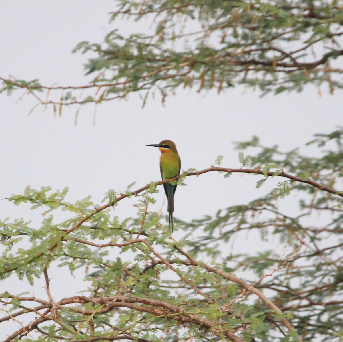 vlha modroocasá - ML647104539