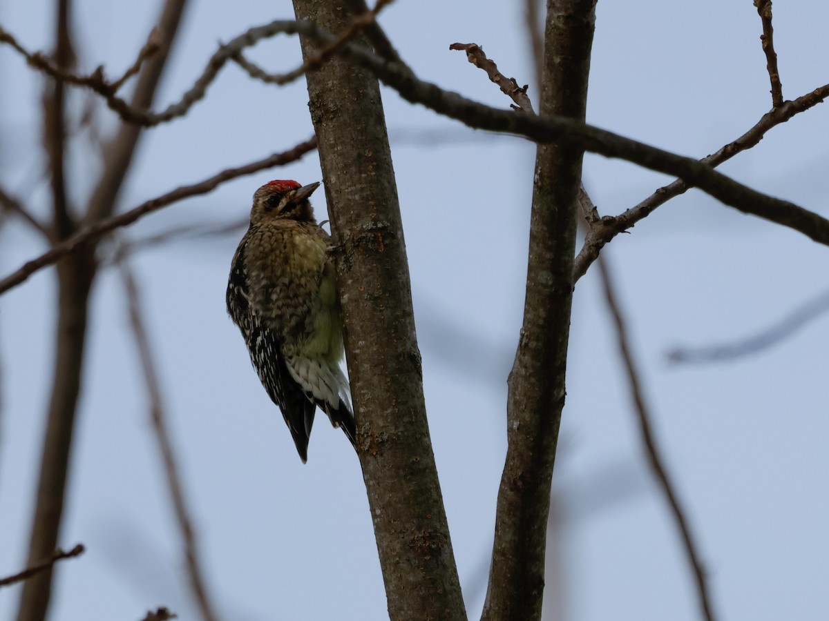 datel rudohrdlý - ML647104540