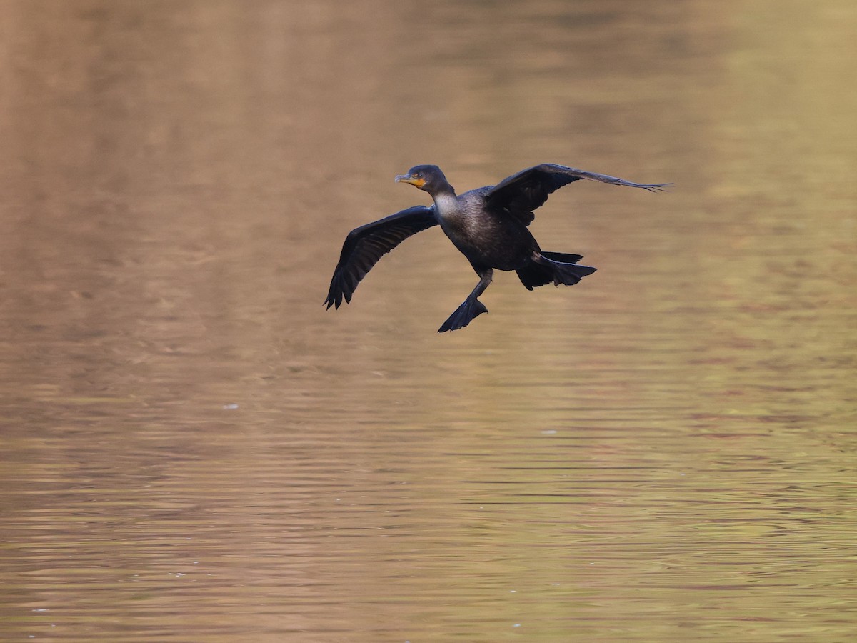 Double-crested Cormorant - ML647104542