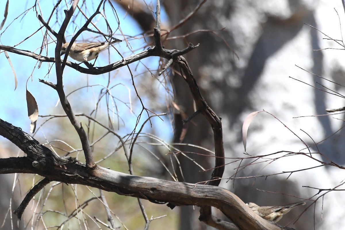 Southern Whiteface - ML647104543