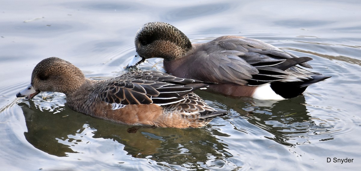 hvízdák americký - ML647104544