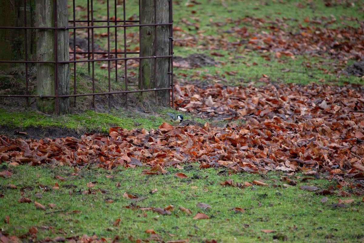 sýkora koňadra - ML647104545