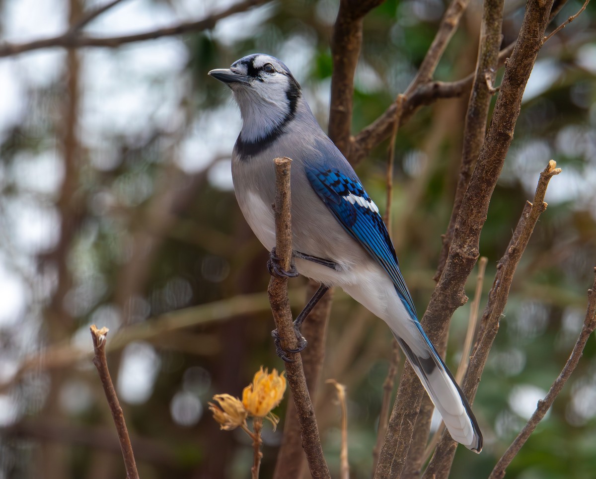 strnadec bělohrdlý - ML647104549