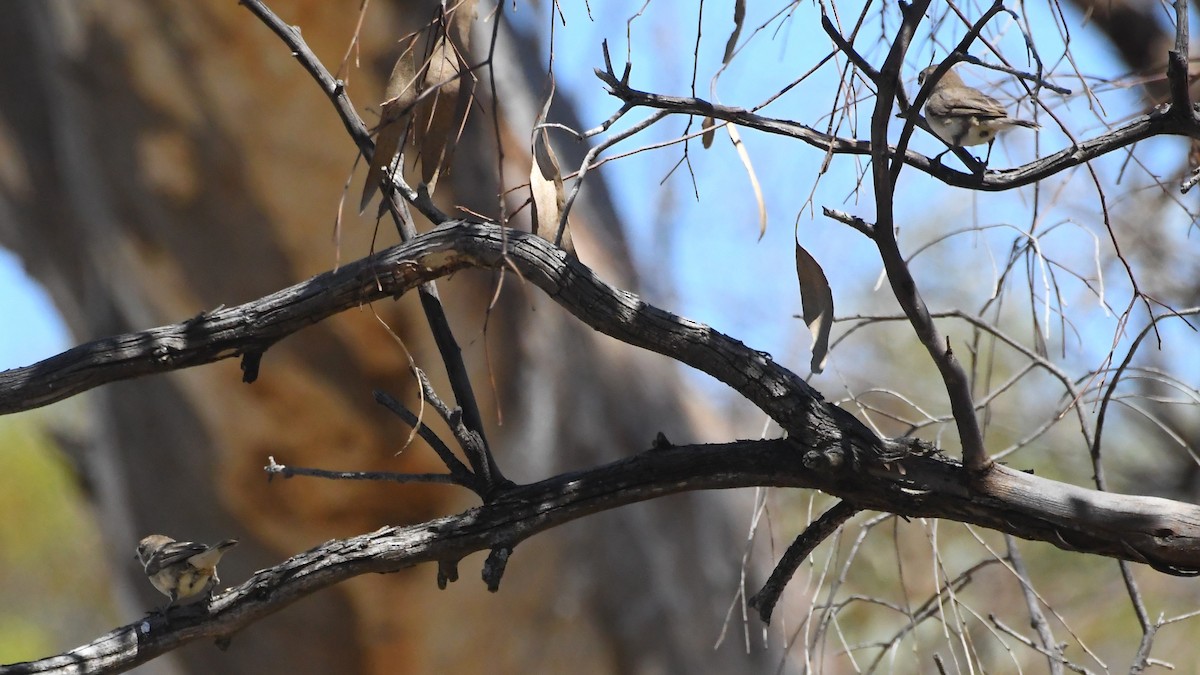 Southern Whiteface - ML647104550