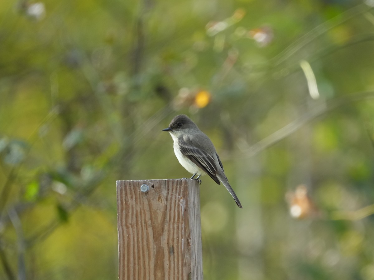 tyranovec domácí - ML647104552