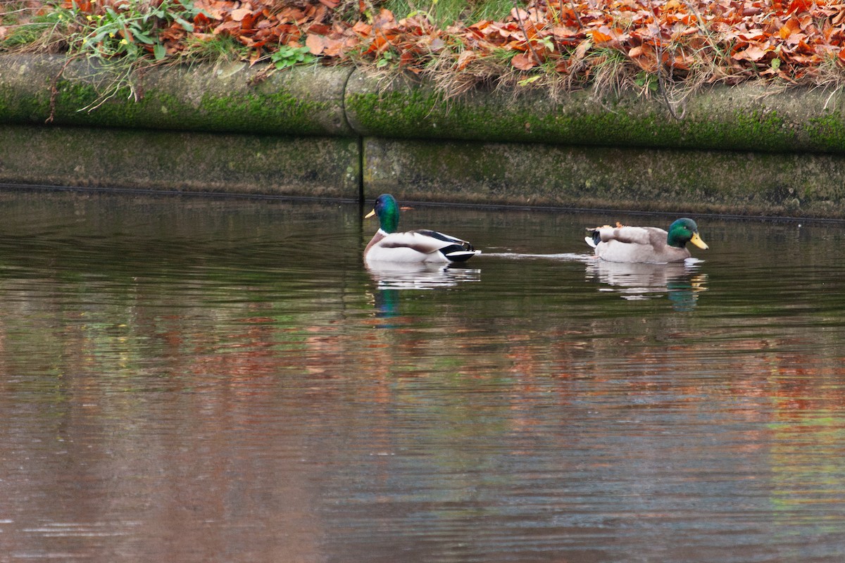 Mallard - ML647104553