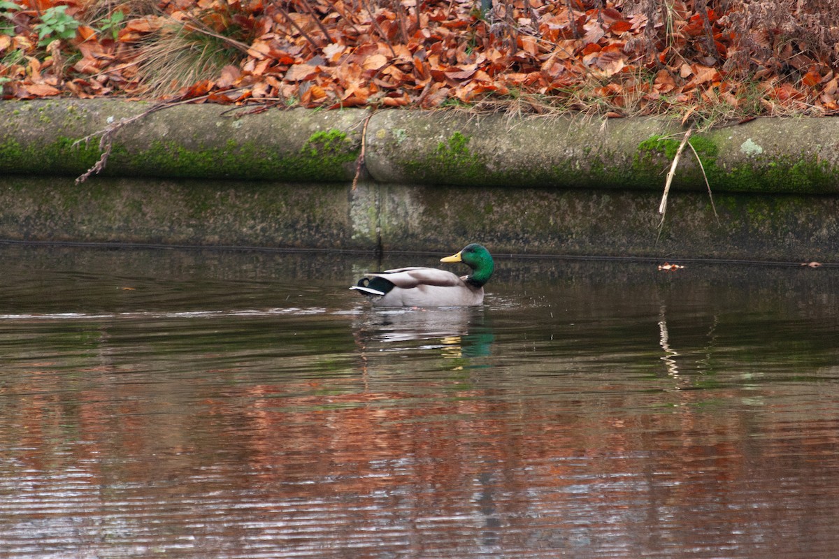 Mallard - ML647104554