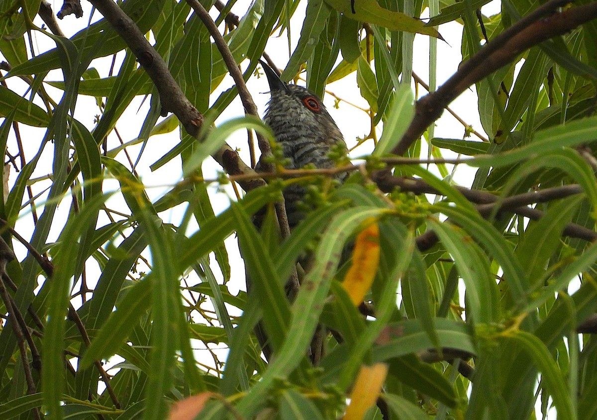 Little Bronze-Cuckoo - ML647104557