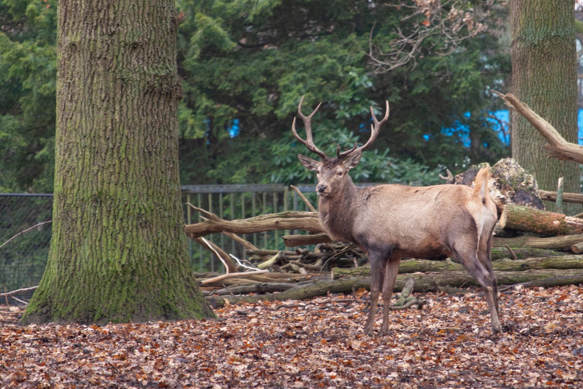 European Red Deer - ML647104558