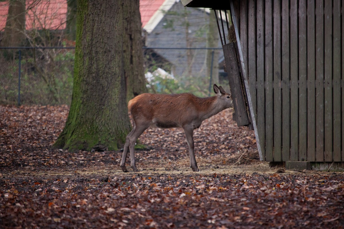 European Red Deer - ML647104561