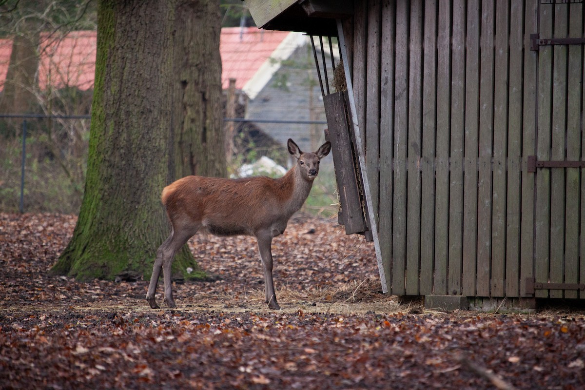 European Red Deer - ML647104562