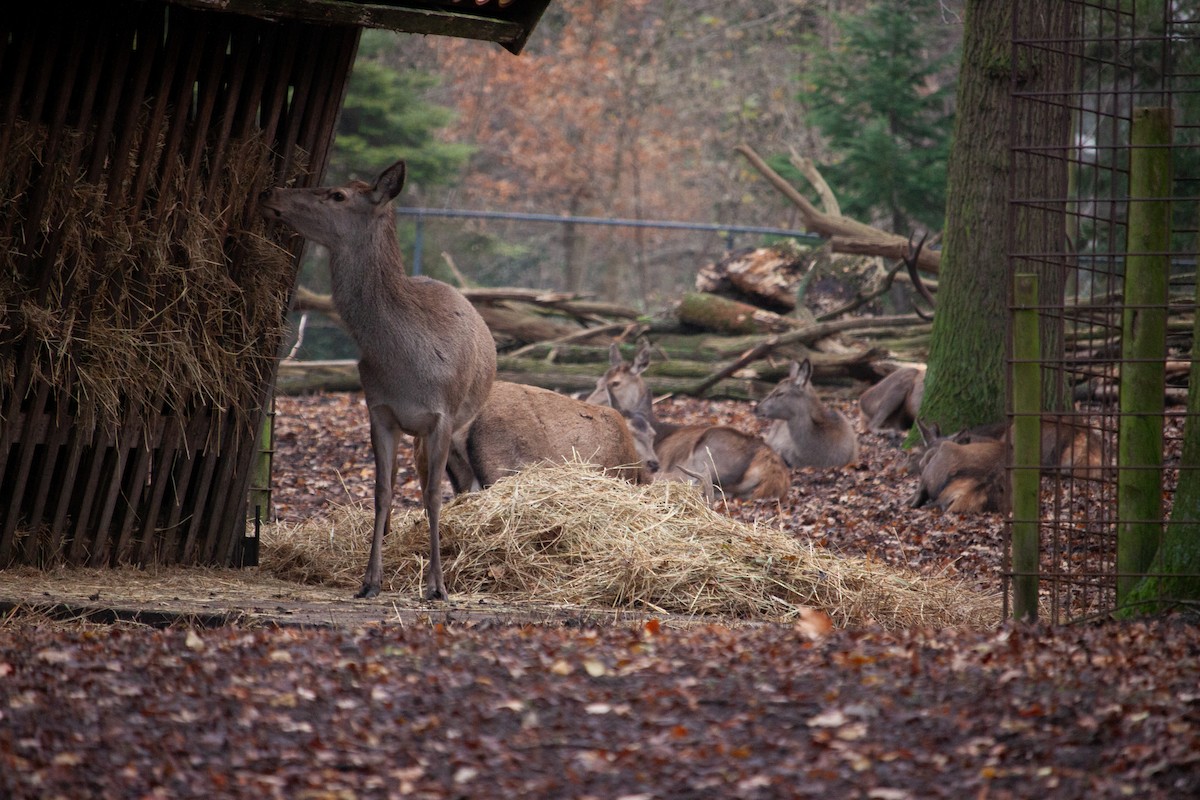 European Red Deer - ML647104563