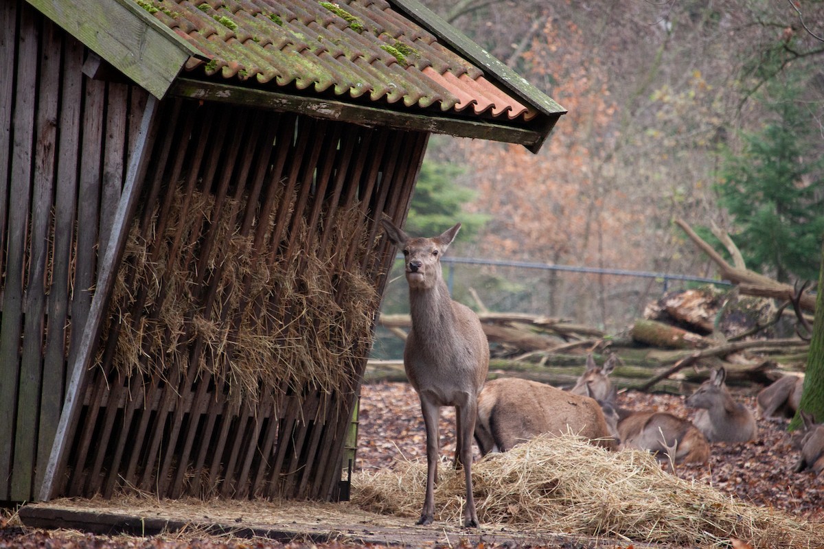 European Red Deer - ML647104564