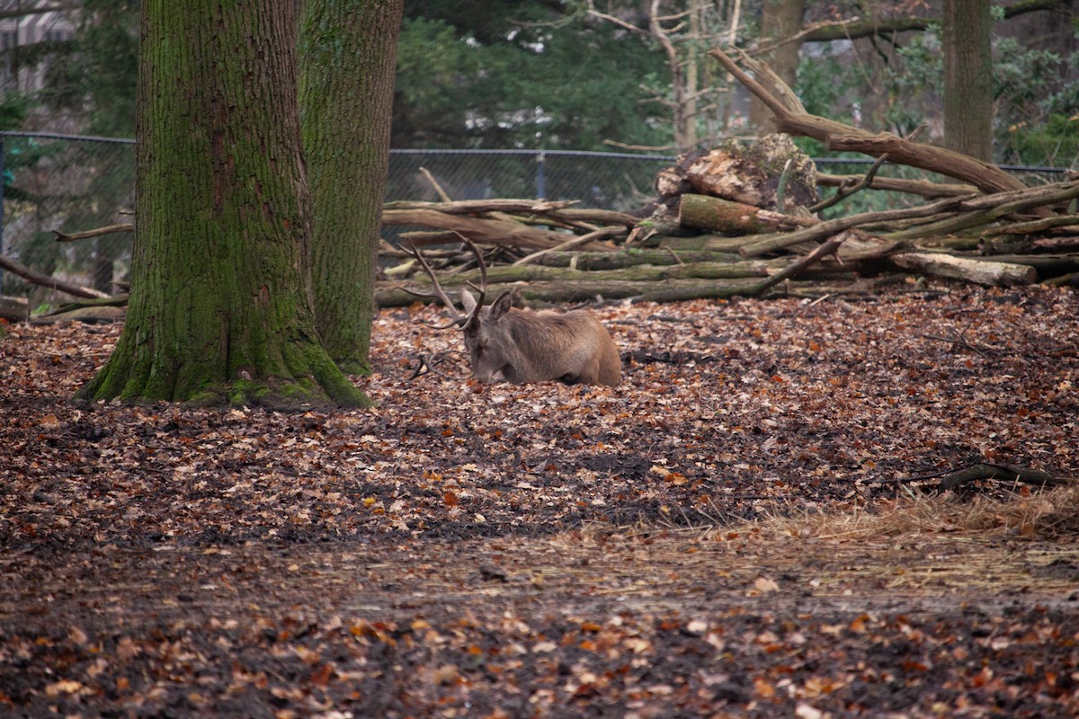 European Red Deer - ML647104565